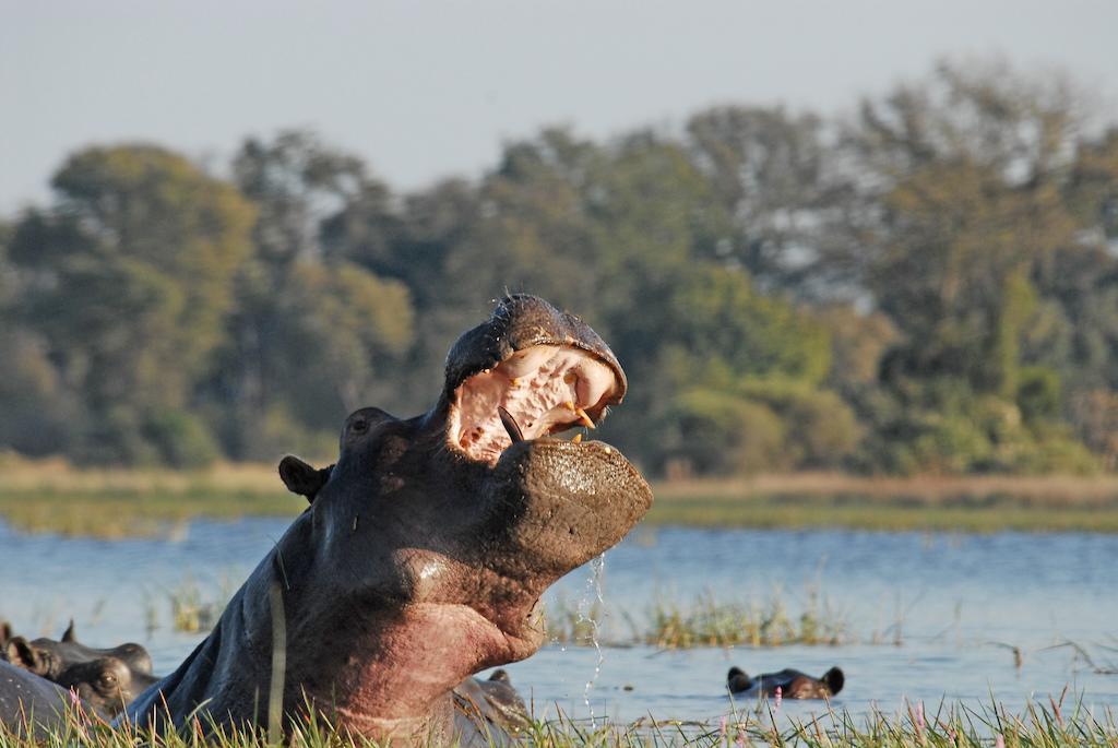 Divava Okavango Resort & Spa Bagani Esterno foto